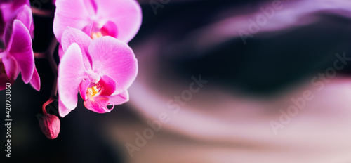 Beautiful fresh orchid flower close up copy space. Floral background.