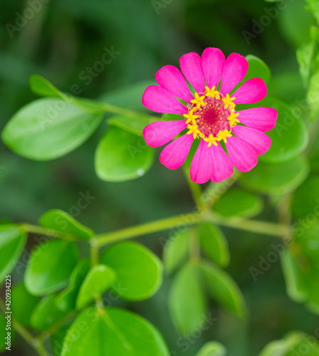 Pink zinnia blooming with greenery background, selective focus.