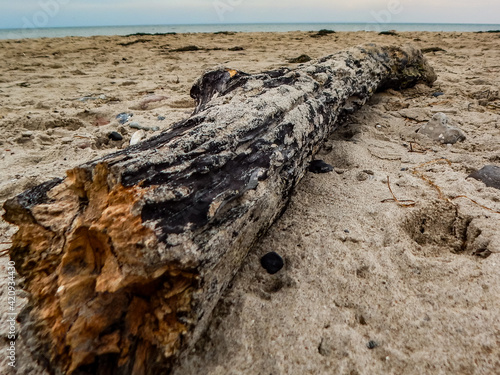 tree on the beach © KurtErik