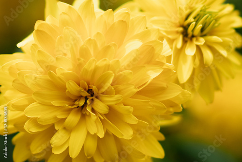 beautiful yellow fresh flowers close up grow © Екатерина Переславце