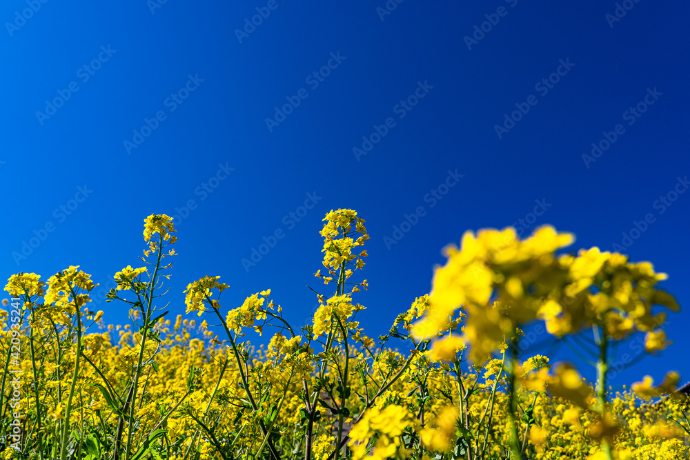 菜の花