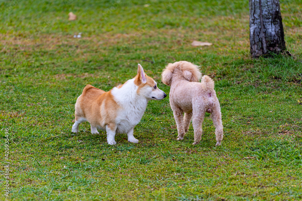 Cute Welsh Corgi and poodle dog playing at summer park Cute Welsh Corgi and poodle dog playing at summer park