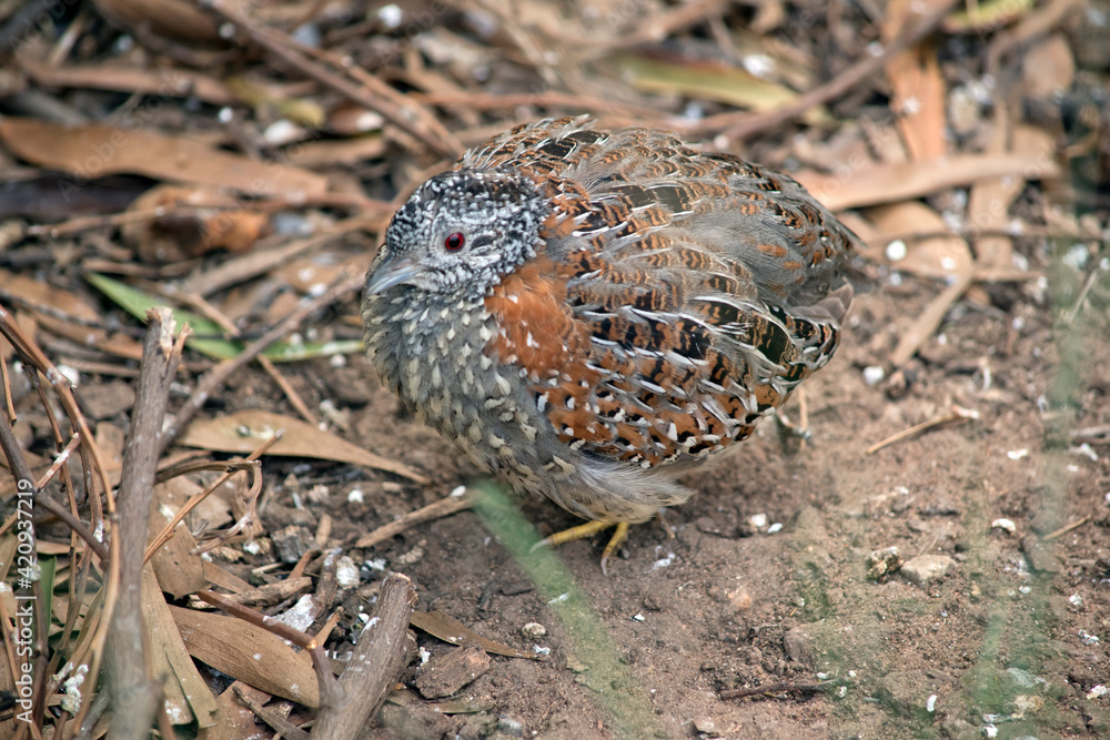 Fototapeta premium the king quail is looking for food