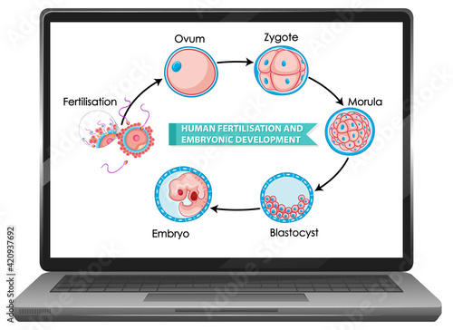 Human fertilisation and embryonic development