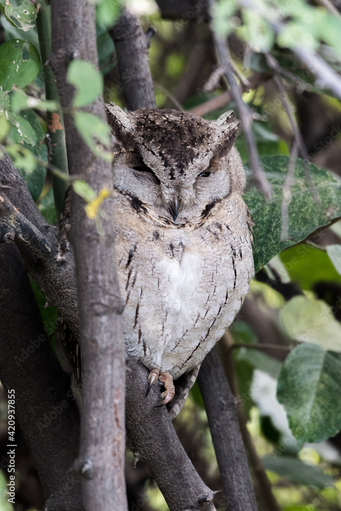 Scops owls are typical owls in family Strigidae, most of them belonging to the genus Otus and are restricted to the Old World. Otus is the largest genus of owls in terms of number of species. Scops owls are typical owls in family Strigidae, most of them belonging to the genus Otus and are restricted to the Old World. Otus is the largest genus of owls in terms of number of species.
