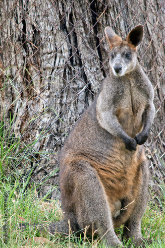 the swamp wallaby is a large wallaby © susan flashman