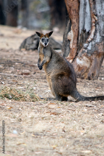 the swamp wallaby is a tall wallaby