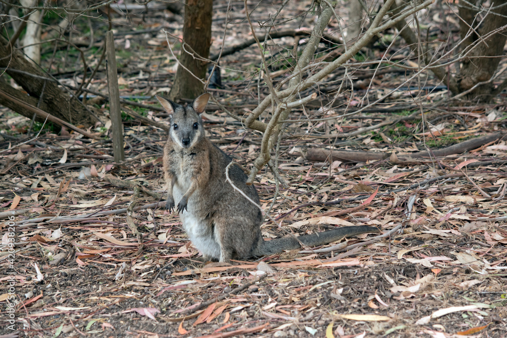 the tammar wallaby is eating leaves and grasses the tammar wallaby is eating leaves and grasses