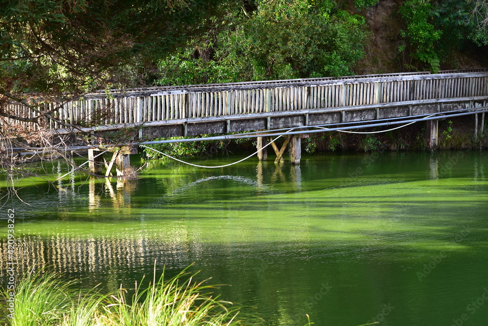 Wooden pedestrian bridge with some piping along it over green very murky pond surrounded by greenery.