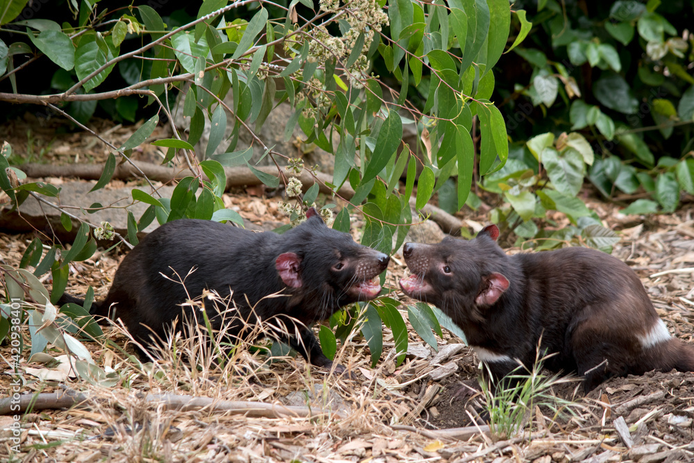 the Tasmanian Devils are fighting the Tasmanian Devils are fighting
