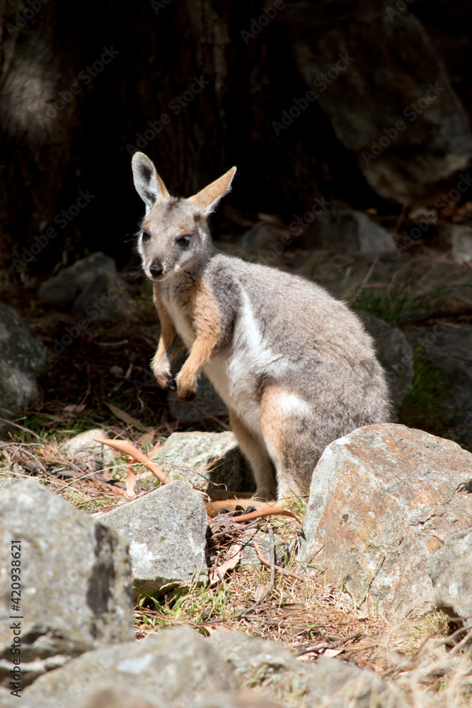 the yellow footed rock wallaby is standing on rocks the yellow footed rock wallaby is standing on rocks