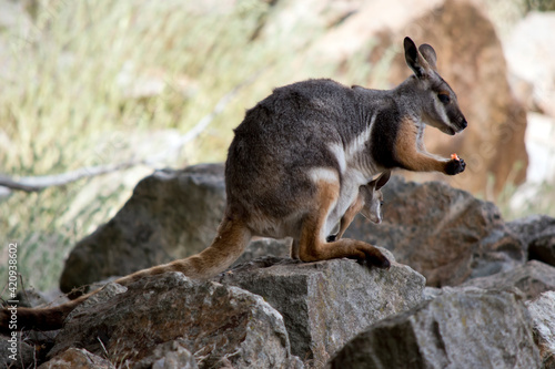 this is a side view of a  yellow footed rock wallaby with her joey in her pouch