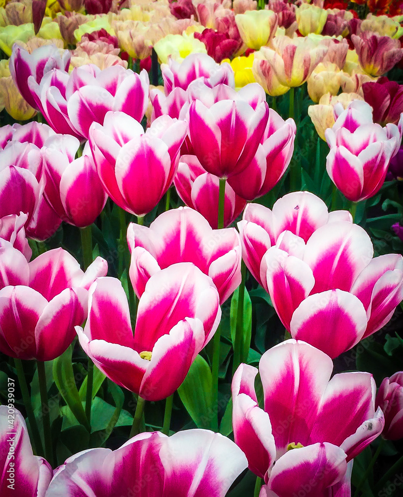 Fototapeta premium pink and white tulips