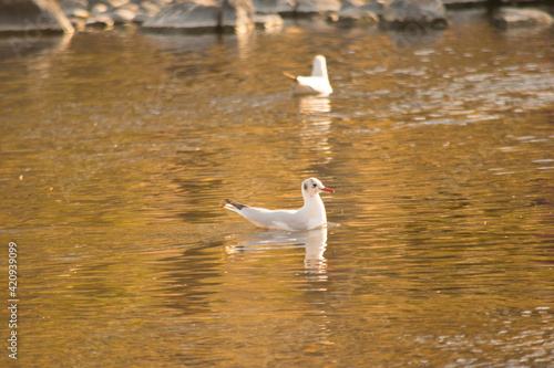 Nadando en el río