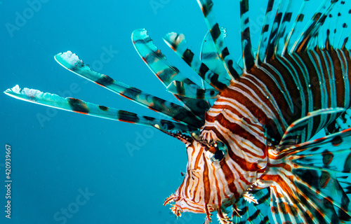lionfish  blue background photo