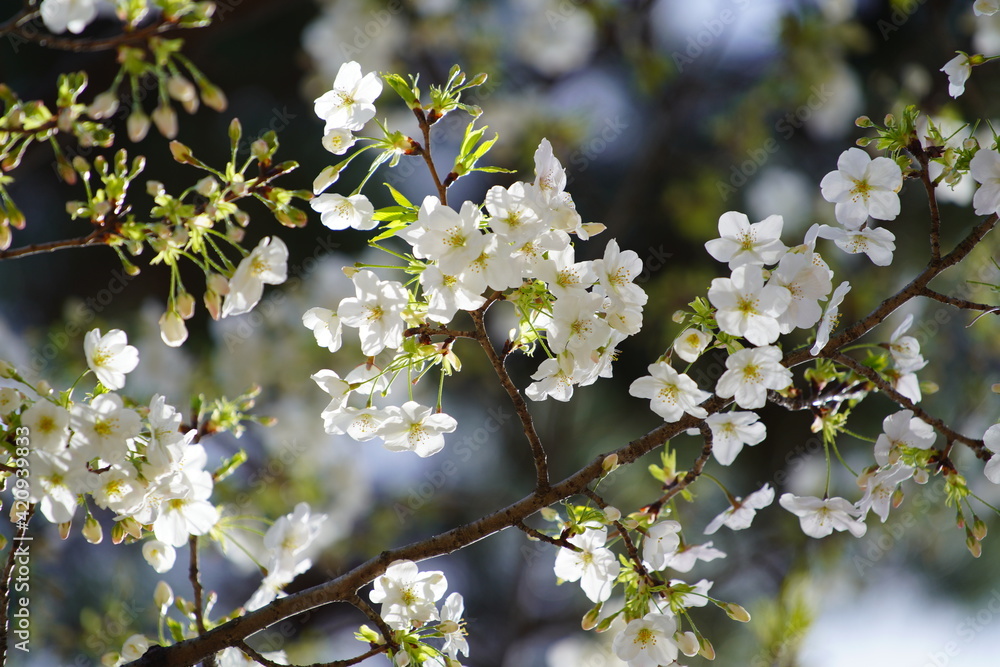 Obraz premium 公園で咲く桜の花