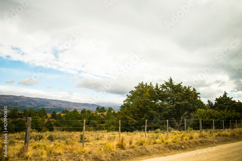 Pinos y montañas