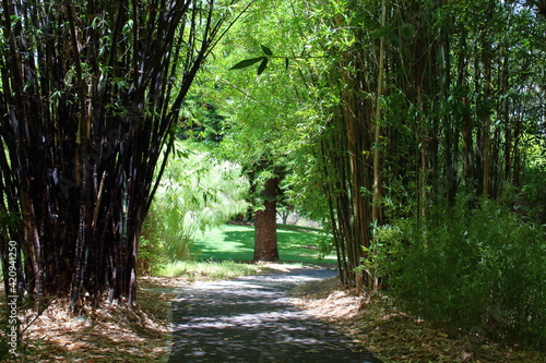 path in a bamboo forest