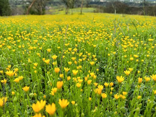 field of dandelions © Mehboob