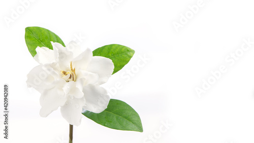 Gardenia jasminoides flower isolated on white background. © wasanajai