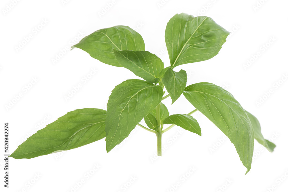 Sweet basil brach green leaves isolated on white background. Sweet basil brach green leaves isolated on white background.