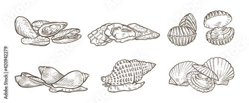 many kind of shellfish hand drawn illustrations