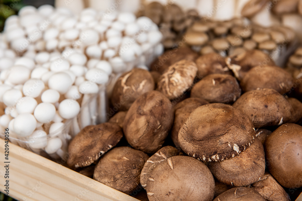 Fototapeta premium Shiitake Mushroom on nature background.