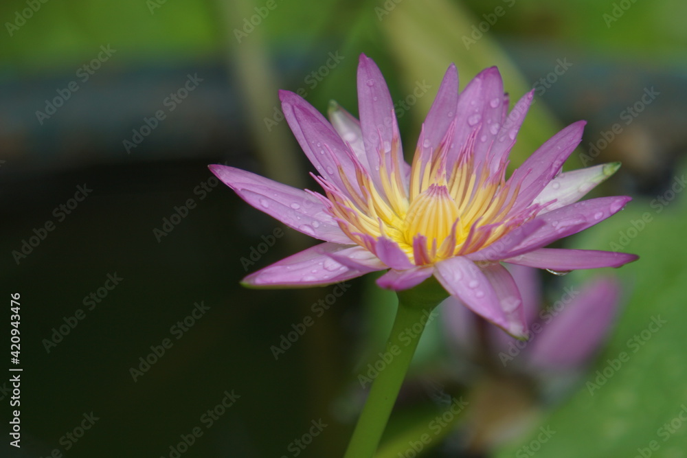 Close up beautiful pink lotus flower in blooming Close up beautiful pink lotus flower in blooming