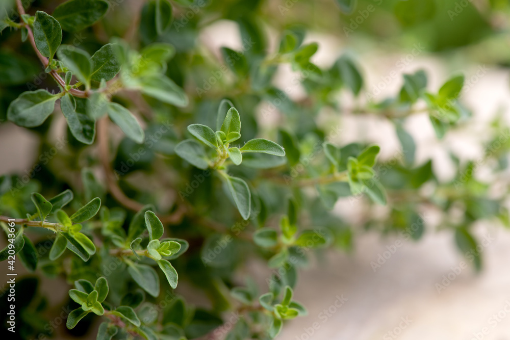 Thyme branch green leaves on nature background. Thyme branch green leaves on nature background.