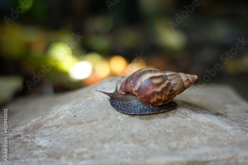 a snail walking on a rock. wild snails move around in search of food. slow-moving, cone-shelled animal