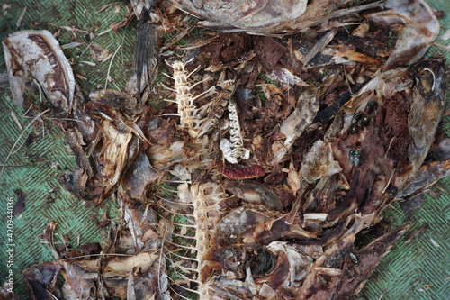Slika na platnu a collection of fish bones in a basket for cat food