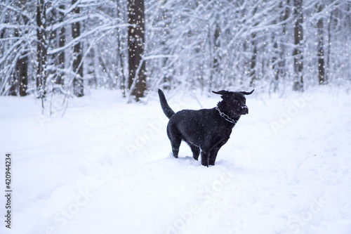 dog in snow