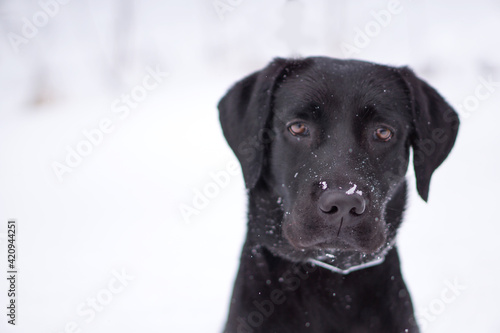 black labrador puppy