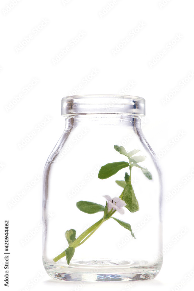 Indian pennywort or brahmi flower and green leaves isolated on white background. Indian pennywort or brahmi flower and green leaves isolated on white background.