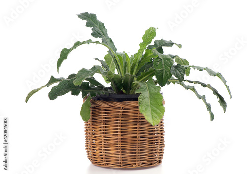 Prickly leaved elephant's foot or elephantopus scaber tree isolated on white background. photo