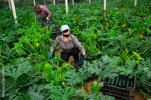 farmers cultivating courgettes in hothouse during coronavirus