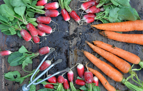 organic dirty carrots and radishes freshly harvested in garden and put on a p...