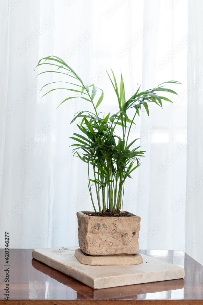 Decorative palm tree in the home interior. Palm tree against the background of a window and white tulle. Decorative palm tree in the home interior. Palm tree against the background of a window and white tulle.