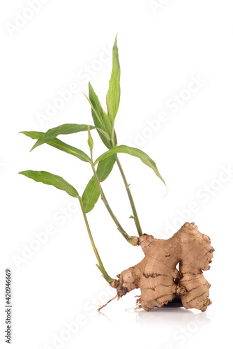 Ginger rhizome and green leaves isolated on white background.