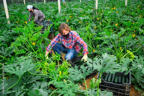 italian man and woman with masks cultivating marrows in hothouse