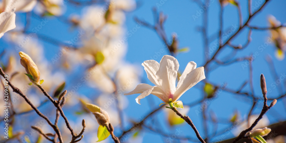 white magnolia blossom in the garden. springtime nature background on a sunny day. delicate flowers close up. romantic card concept white magnolia blossom in the garden. springtime nature background on a sunny day. delicate flowers close up. romantic card concept