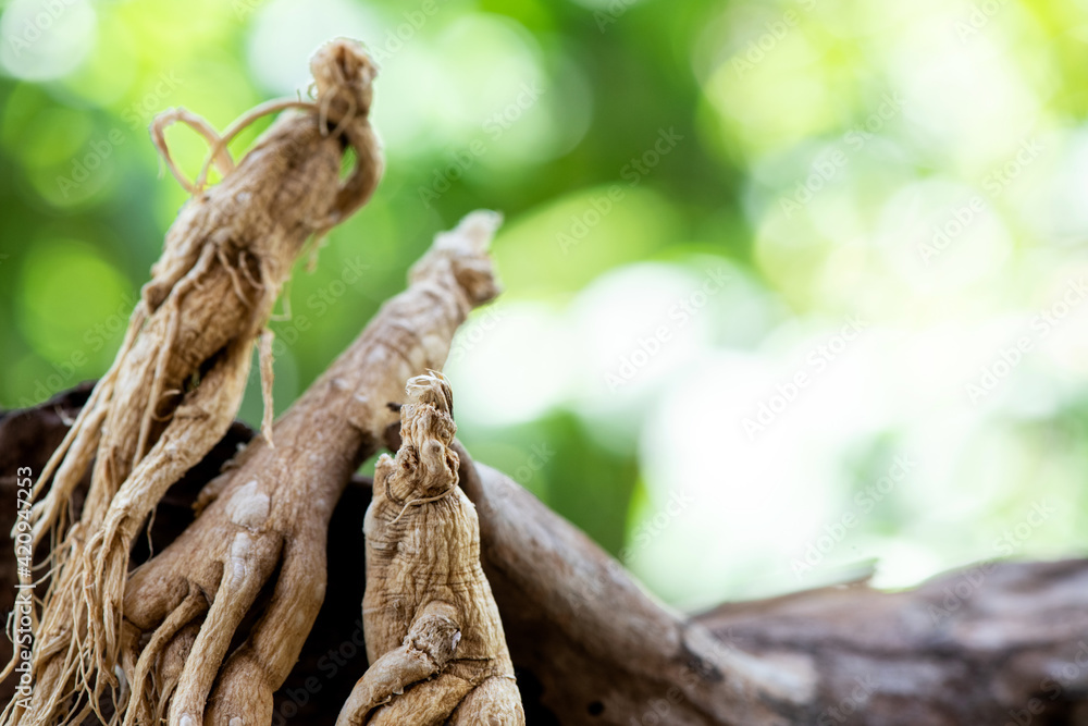 Dried ginseng on nature background.