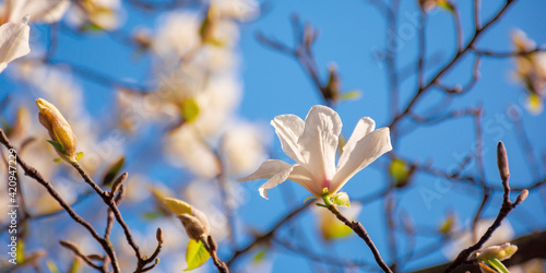 white magnolia blossom in the garden. springtime nature background on a sunny day. delicate flowers close up. romantic card concept