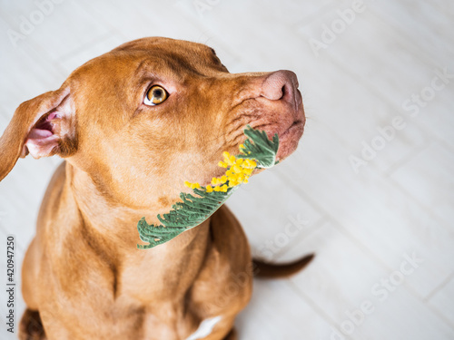Charming puppy of brown color and bright flowers