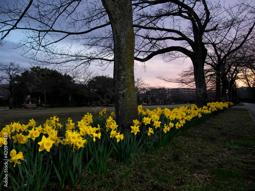 Tokyo,Japan-March 16,2021: Group of Yellow Narcissus flower in full bloom at dawn
