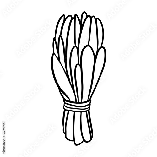 Sage smudge stick hand-drawn doodle isolated icon. Vector stock plant leaves image. White sage herb bundle