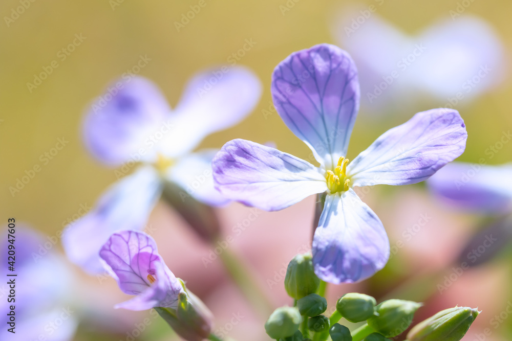 スズシロの花、大根は意外に可愛らしく可憐な花が咲きます スズシロの花、大根は意外に可愛らしく可憐な花が咲きます