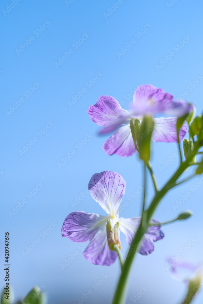 スズシロの花、大根は意外に可愛らしく可憐な花が咲きます スズシロの花、大根は意外に可愛らしく可憐な花が咲きます