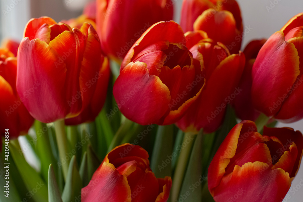 Bouquet of red tulips close-up
Bouquet of red tulips close-up