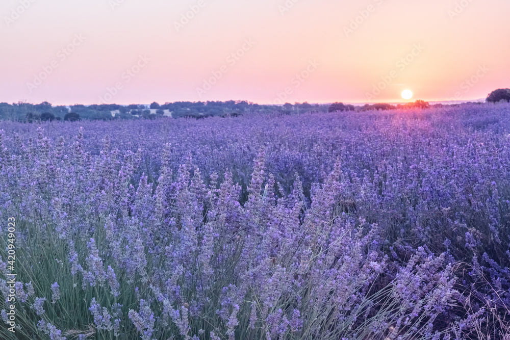 Naklejka premium Lavender flowers in a field in the rays of the sun